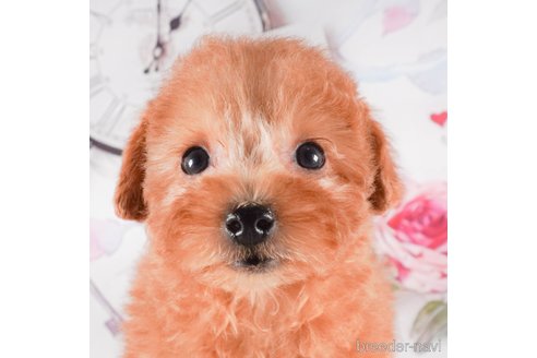 成約済の茨城県のタイニープードル-288146の3枚目