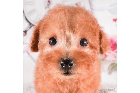 成約済の茨城県のタイニープードル-288146の4枚目