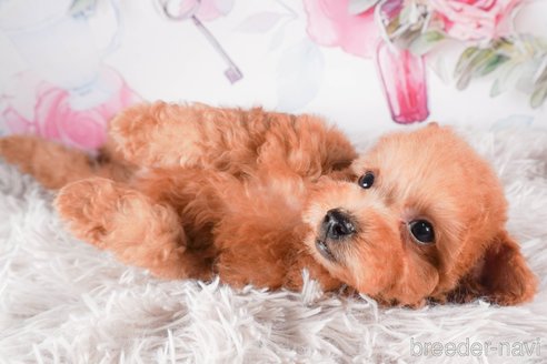 成約済の茨城県のタイニープードル-288146の5枚目