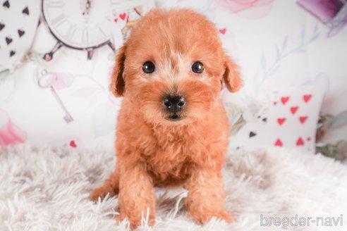 成約済の茨城県のタイニープードル-288146