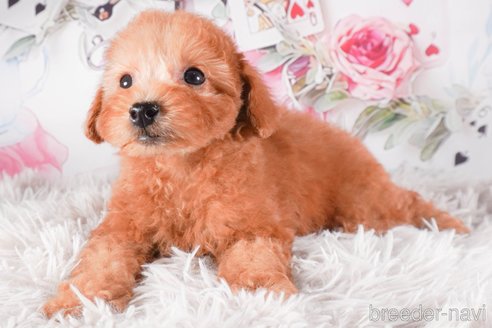 成約済の茨城県のタイニープードル-288146の2枚目