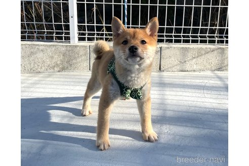 成約済の福岡県の豆柴-282927の2枚目