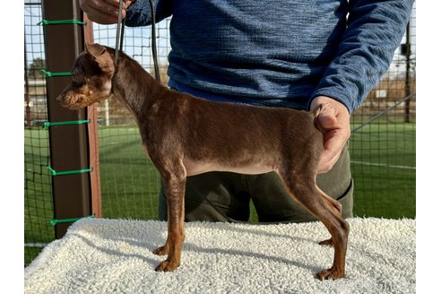 子犬