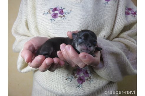 成約済の愛知県のチワワ(スムースコート)-288188の10枚目