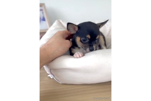 成約済の福岡県のチワワ(スムースコート)-284895の2枚目