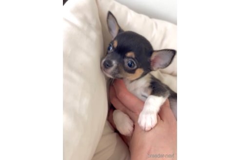 成約済の福岡県のチワワ(スムースコート)-284895の3枚目