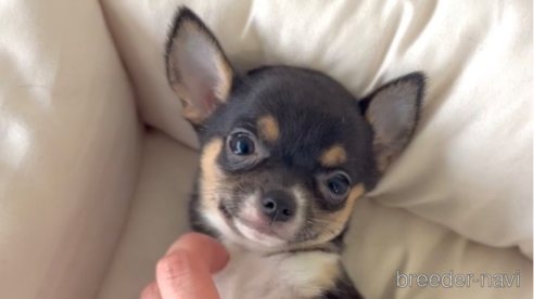 成約済の福岡県のチワワ(スムースコート)-284895の1枚目