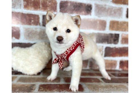 成約済の福岡県の豆柴-283092の3枚目