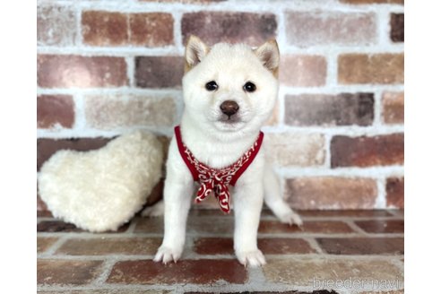 成約済の福岡県の豆柴-283092の4枚目