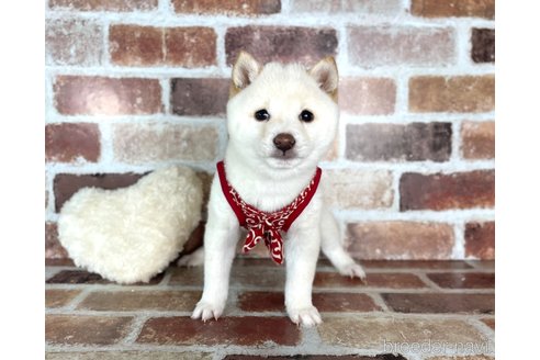 成約済の福岡県の豆柴-283092の5枚目