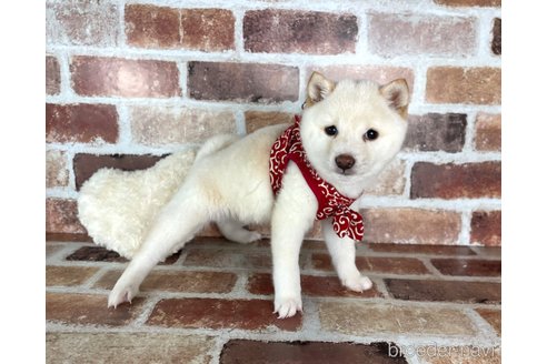 成約済の福岡県の豆柴-283092の2枚目