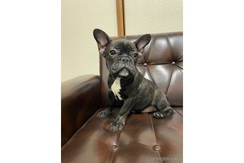 成約済の滋賀県のフレンチブルドッグ-270170の17枚目