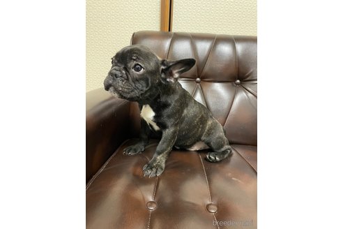 成約済の滋賀県のフレンチブルドッグ-270170の14枚目
