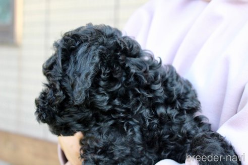 成約済の愛知県のトイプードル-278667の10枚目