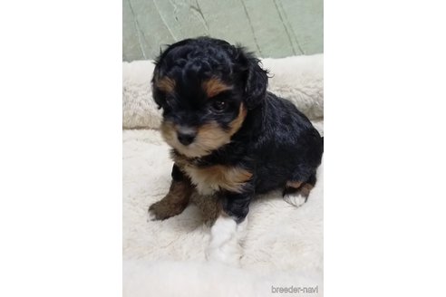 成約済の神奈川県のミックス犬-288222の4枚目