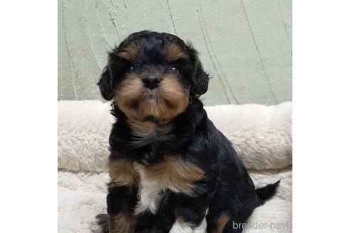 成約済の神奈川県のミックス犬-288222の3枚目