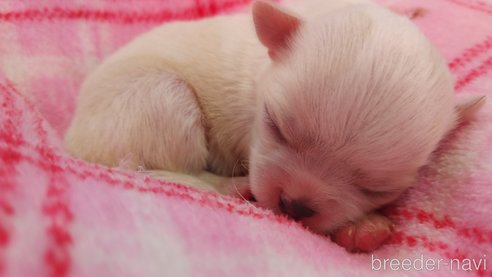 成約済の群馬県のチワワ(ロングコート)-288249の11枚目