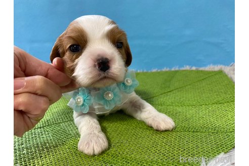 成約済の神奈川県のキャバリアキングチャールズスパニエル-288255の11枚目