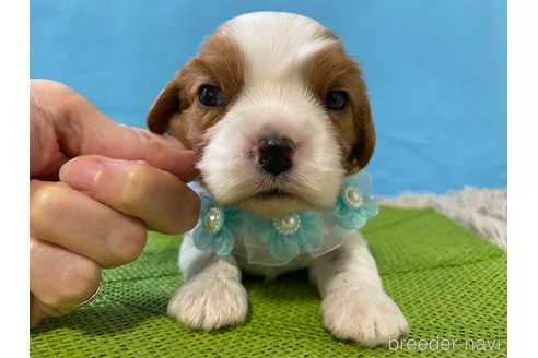 成約済の神奈川県のキャバリアキングチャールズスパニエル-288255の17枚目