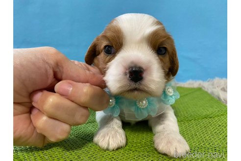 成約済の神奈川県のキャバリアキングチャールズスパニエル-288255の13枚目