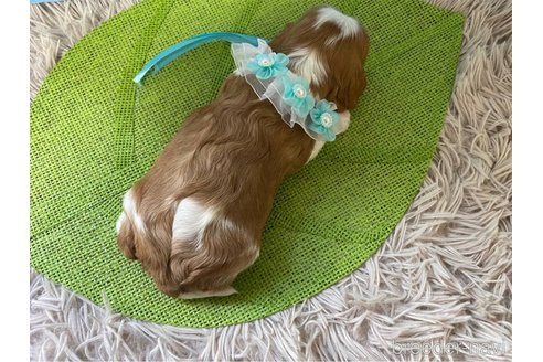 成約済の神奈川県のキャバリアキングチャールズスパニエル-288255の10枚目