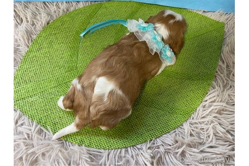 成約済の神奈川県のキャバリアキングチャールズスパニエル-288255の9枚目