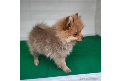 成約済の茨城県のポメラニアン-279605の5枚目