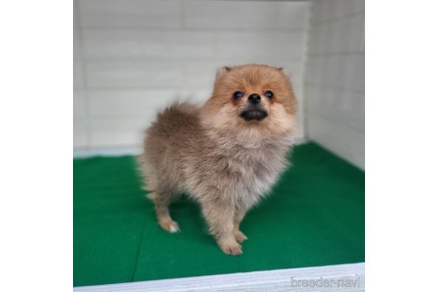 成約済の茨城県のポメラニアン-279605の3枚目