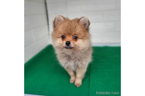 成約済の茨城県のポメラニアン-279605の2枚目