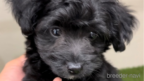 成約済の福岡県のチワプー:チワワ×トイプードル-281996の4枚目