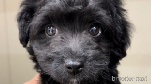 成約済の福岡県のチワプー:チワワ×トイプードル-281996の3枚目