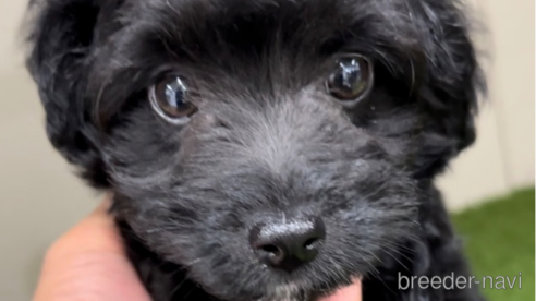 成約済の福岡県のチワプー:チワワ×トイプードル-281996