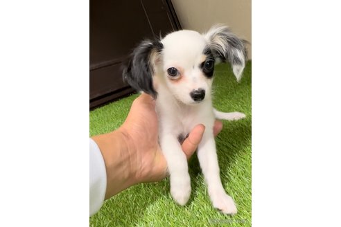 成約済の福岡県のチワックス:チワワ×ミニチュアダックスフンド-278501の2枚目