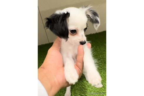 成約済の福岡県のチワックス:チワワ×ミニチュアダックスフンド-278501の3枚目