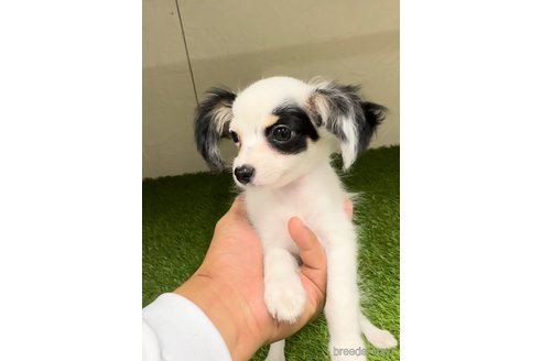 成約済の福岡県のチワックス:チワワ×ミニチュアダックスフンド-278501の5枚目