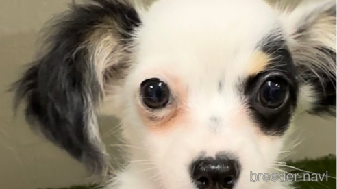 成約済の福岡県のチワックス:チワワ×ミニチュアダックスフンド-278501の1枚目