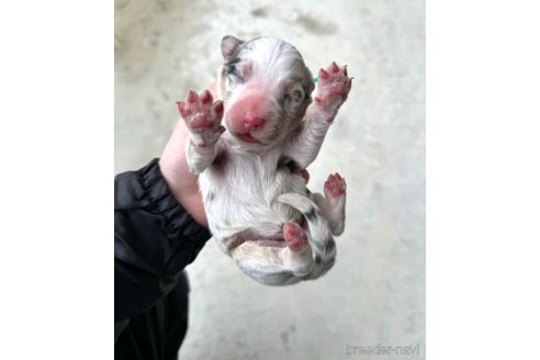 成約済の山梨県のオーストラリアンシェパード-288291の2枚目