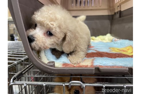 成約済の愛媛県のタイニープードル-288307の5枚目