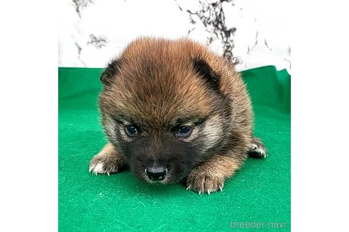 成約済の茨城県のミックス犬-288328の21枚目