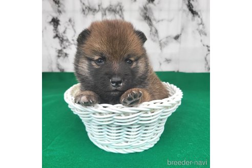 成約済の茨城県のミックス犬-288328の24枚目