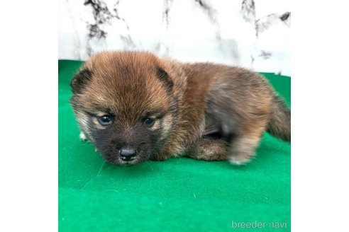 成約済の茨城県のミックス犬-288328の25枚目