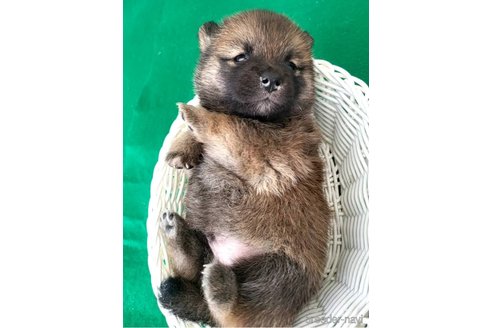 成約済の茨城県のミックス犬-288328の23枚目