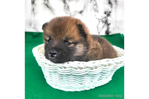 成約済の茨城県のミックス犬-288328の22枚目