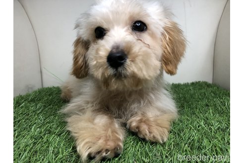 成約済の千葉県のマルプー:マルチーズ×トイプードル-280503の4枚目