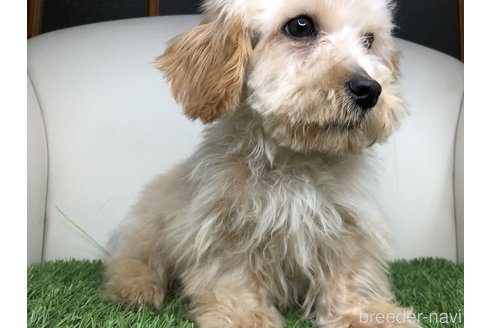 成約済の千葉県のマルプー:マルチーズ×トイプードル-280503の2枚目