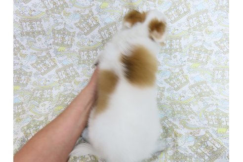 成約済の千葉県のチワワ(ロングコート)-276102の19枚目