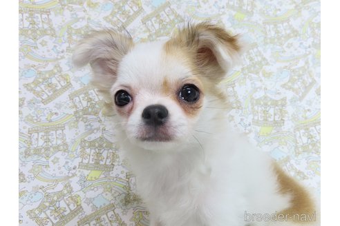 成約済の千葉県のチワワ(ロングコート)-276102の17枚目
