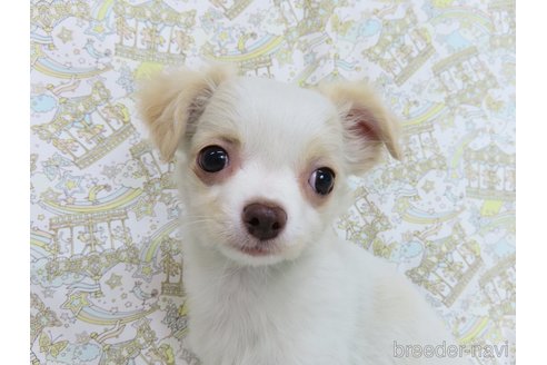 成約済の千葉県のチワワ(ロングコート)-278218の5枚目