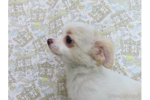 成約済の千葉県のチワワ(ロングコート)-278218の3枚目