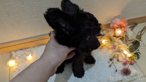 成約済の広島県のチワプー:チワワ×トイプードル-281649の4枚目